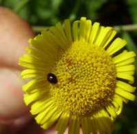 Sphaerosoma piliferum